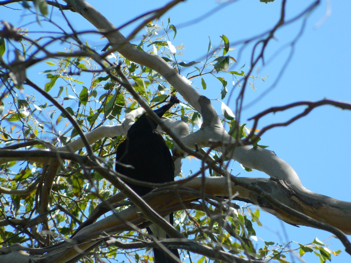 flétňák bělořitý - ML645692396