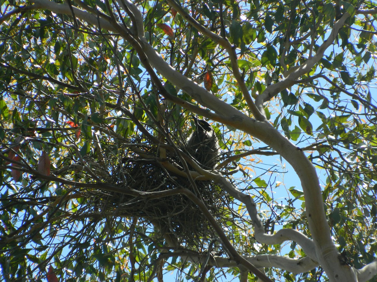 flétňák bělořitý - ML645692397