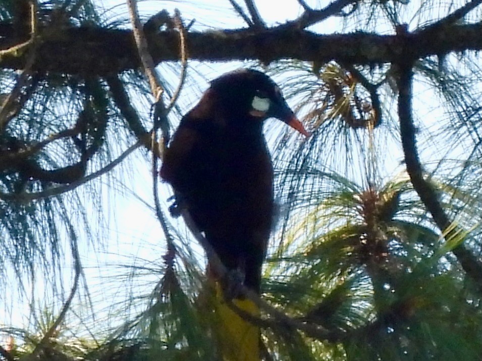 Montezuma Oropendola - ML645692399