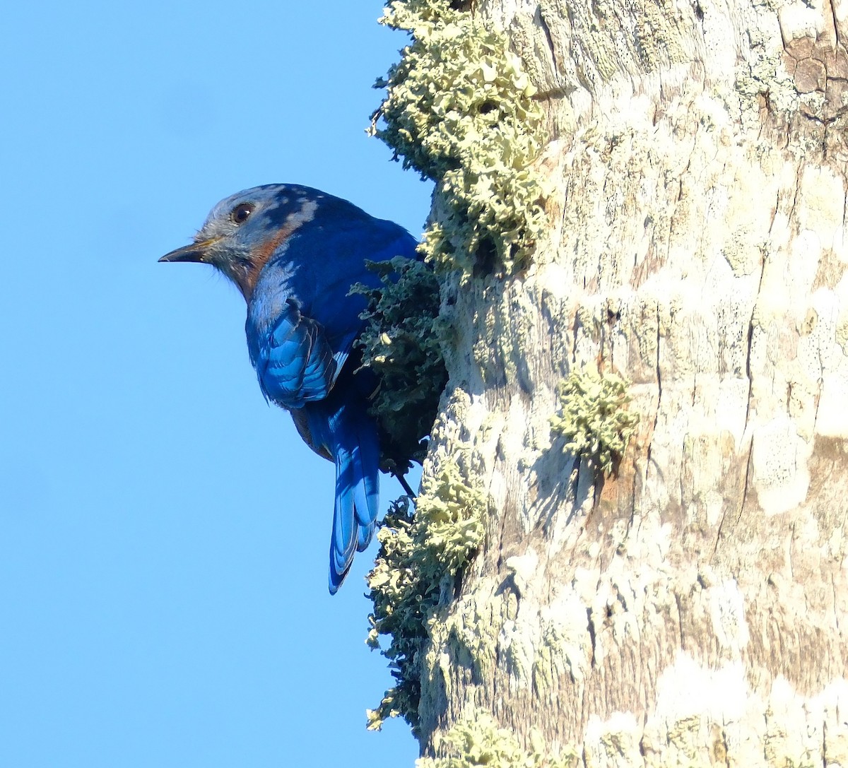 Eastern Bluebird - ML645692400