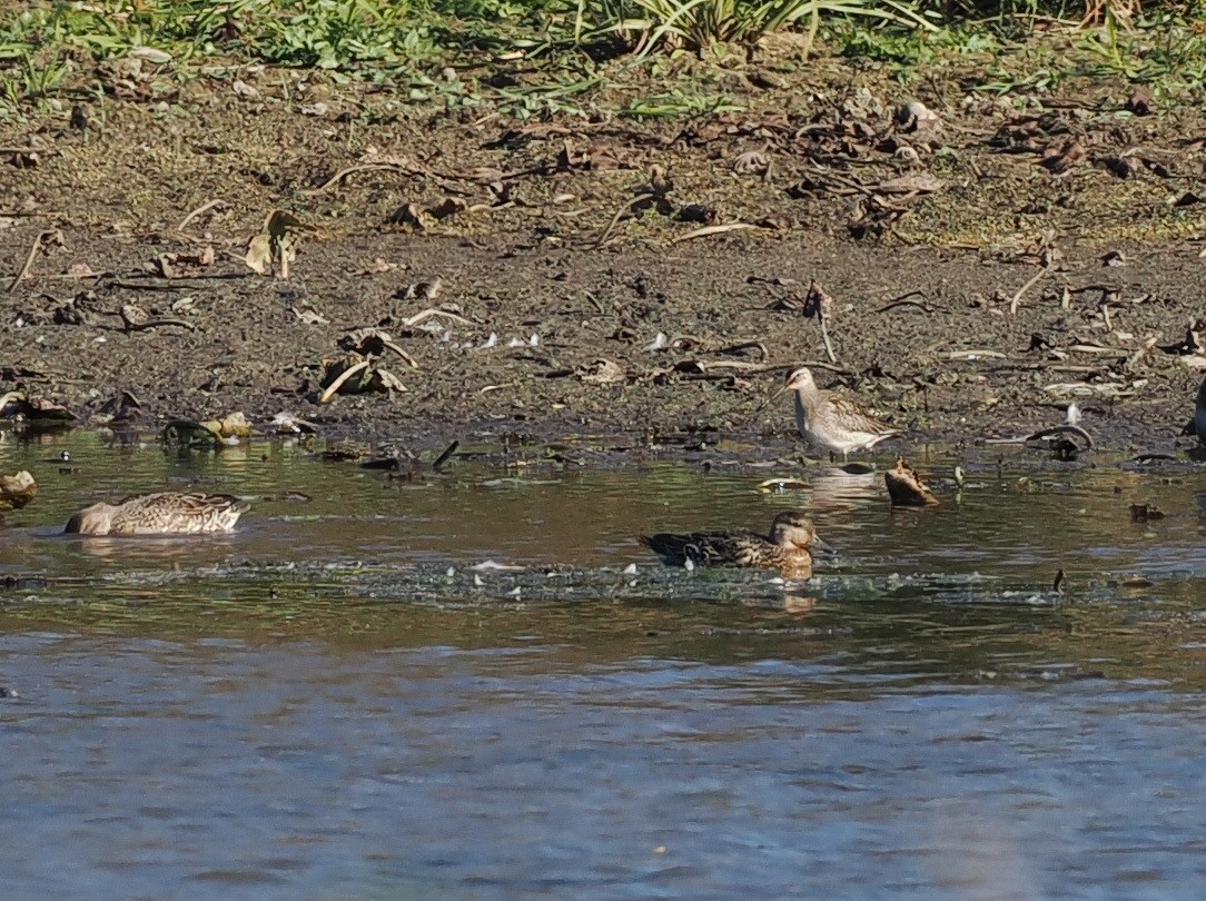 Long-billed Dowitcher - ML645692401