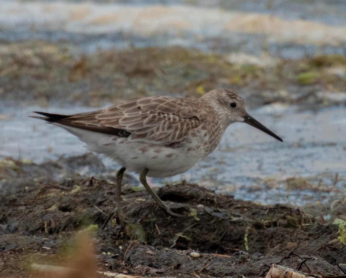 大濱鷸 - ML645692404