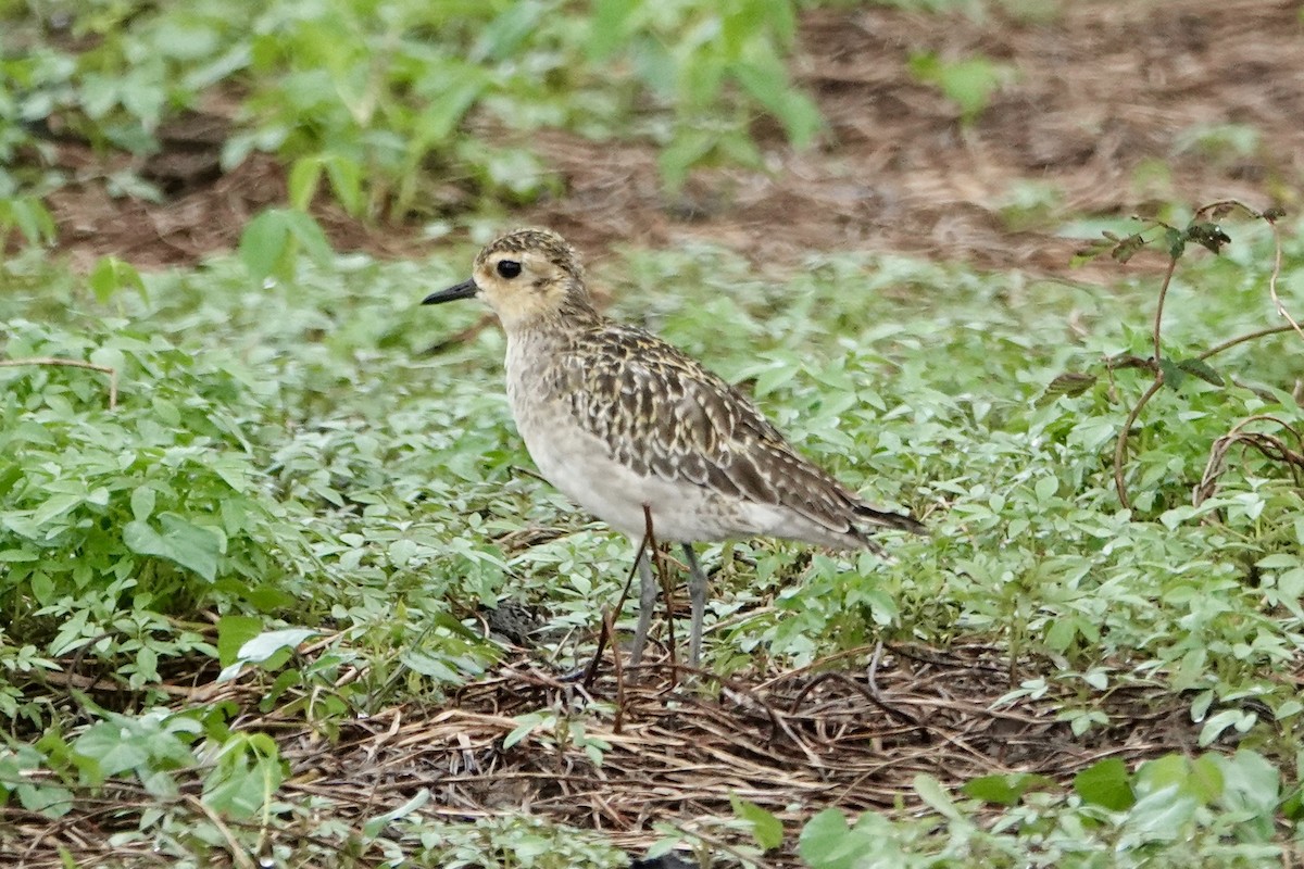 Pluvier fauve - ML645692405