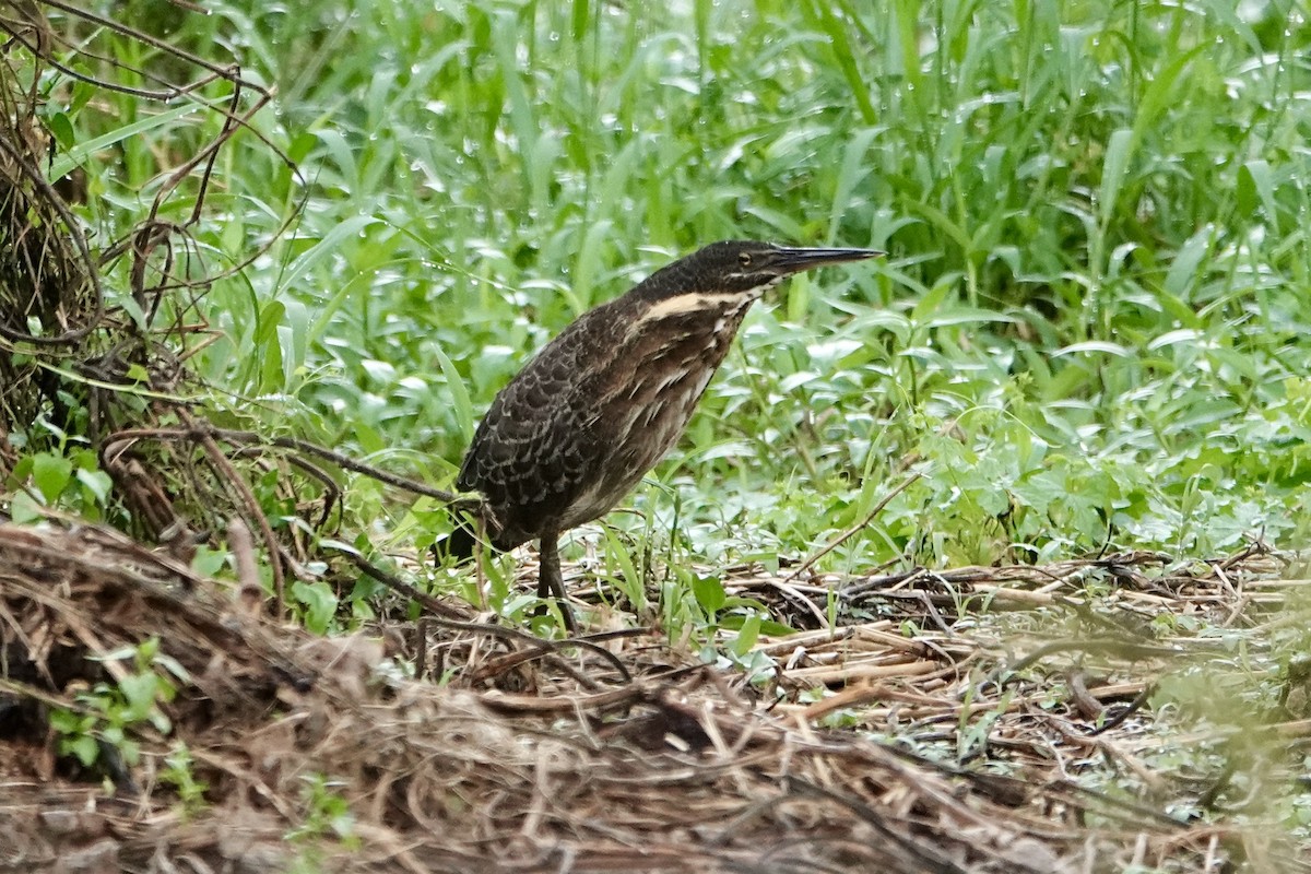 Blongios à cou jaune - ML645692410