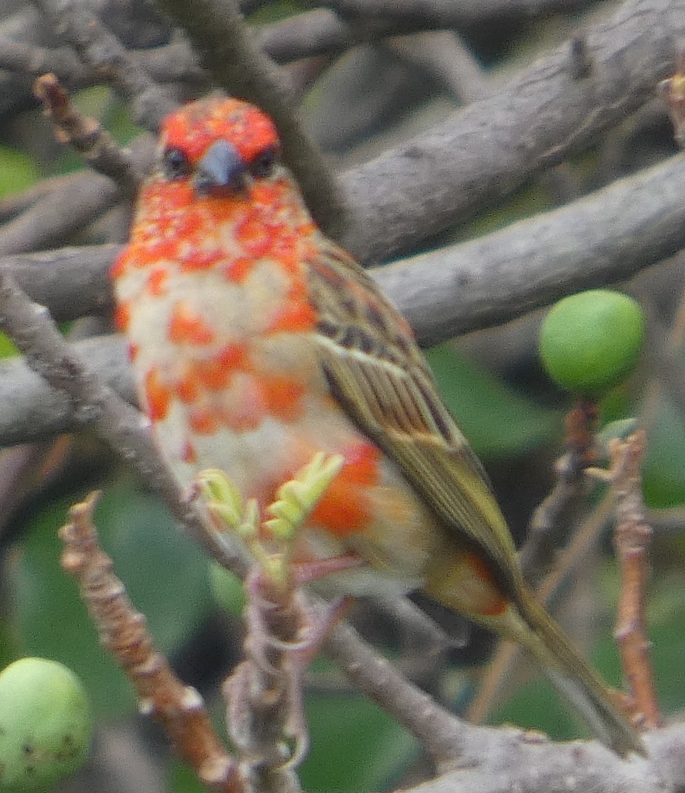 Red Fody - ML645692413