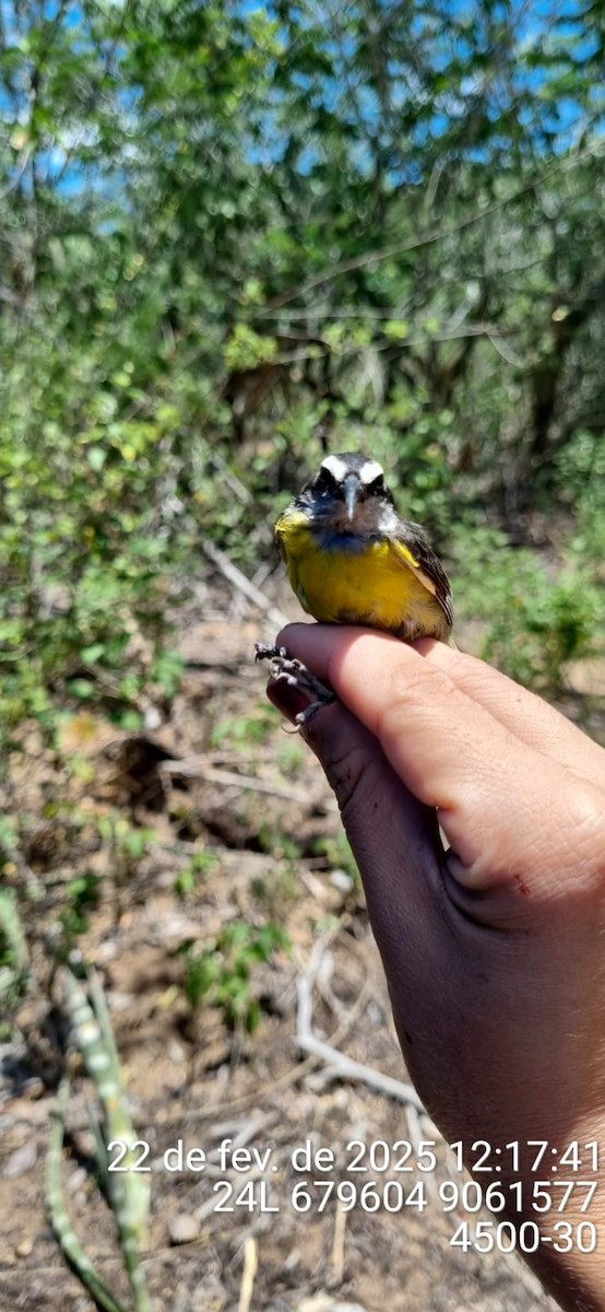 Sucrier à ventre jaune - ML645692414
