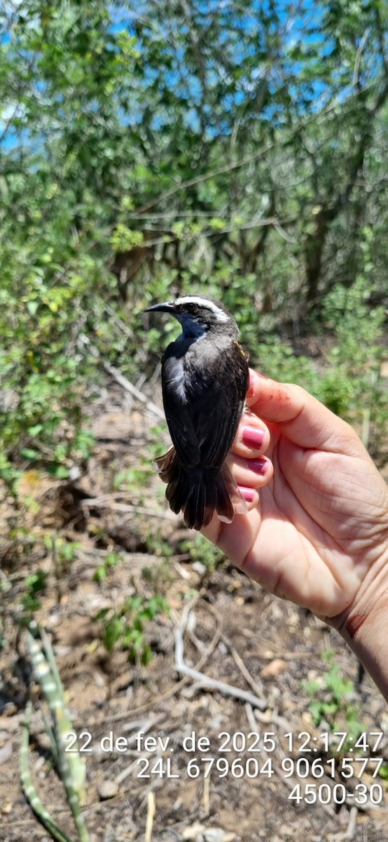 Sucrier à ventre jaune - ML645692415