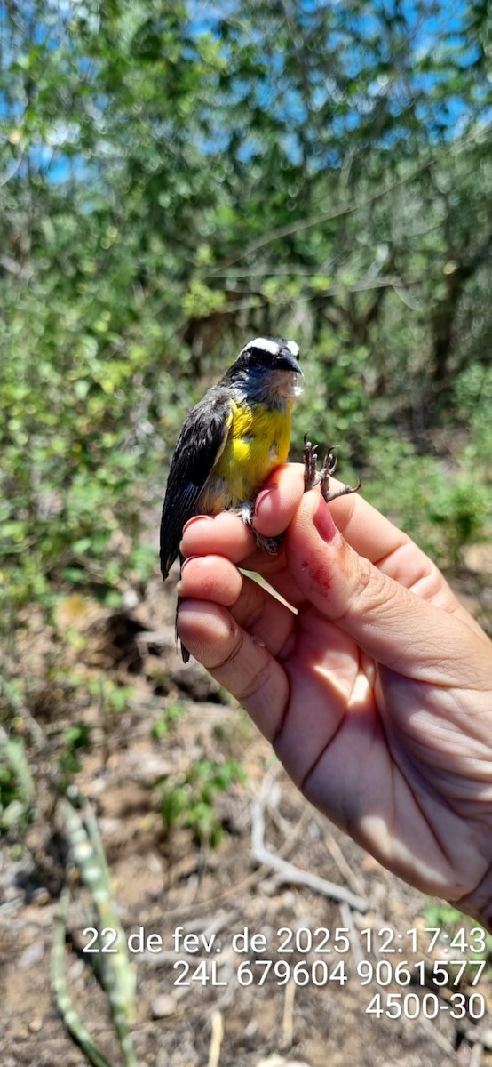 Sucrier à ventre jaune - ML645692416