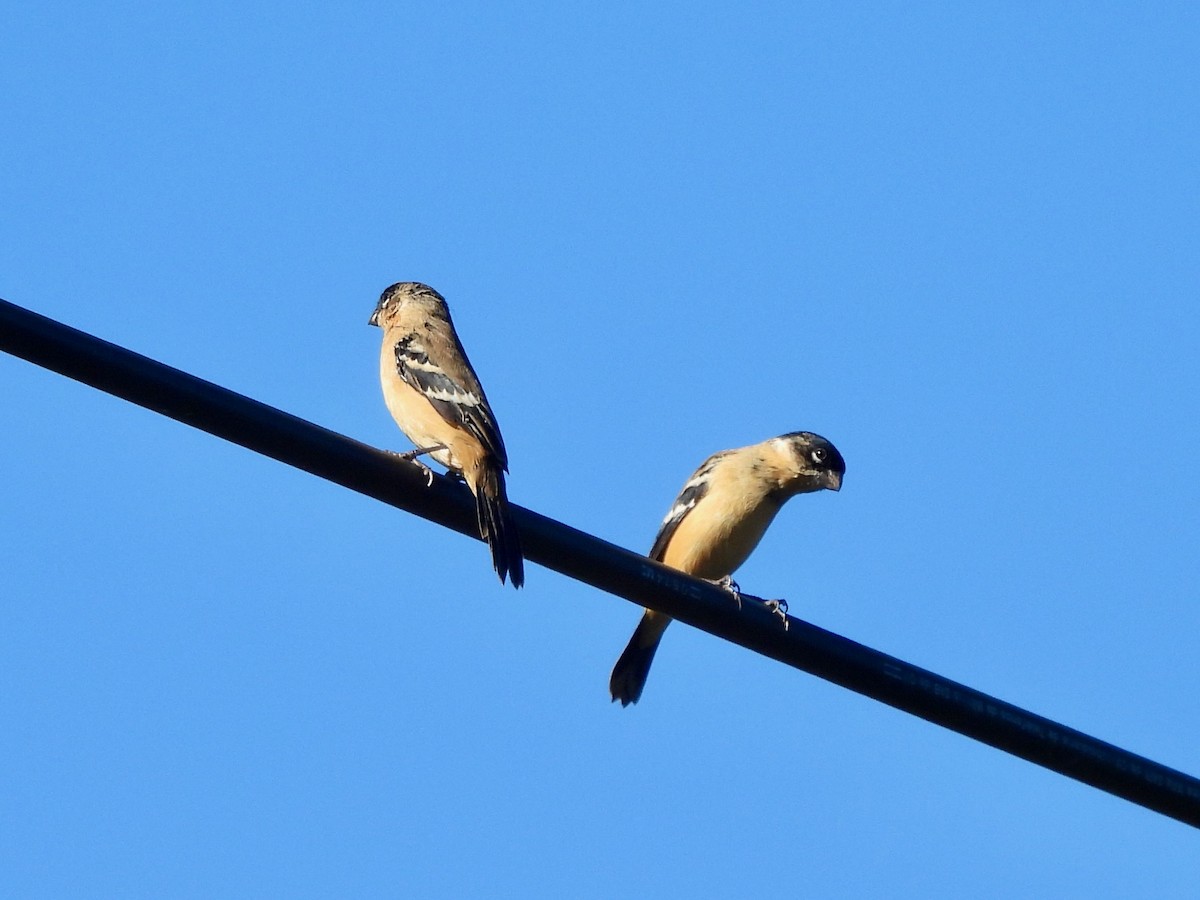 Morelet's Seedeater - ML645692420