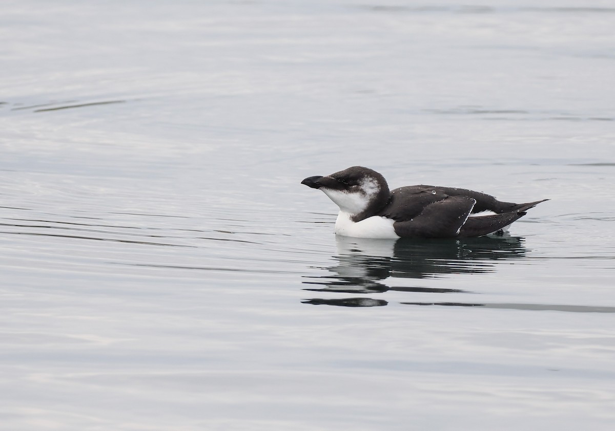 Razorbill - ML645692435