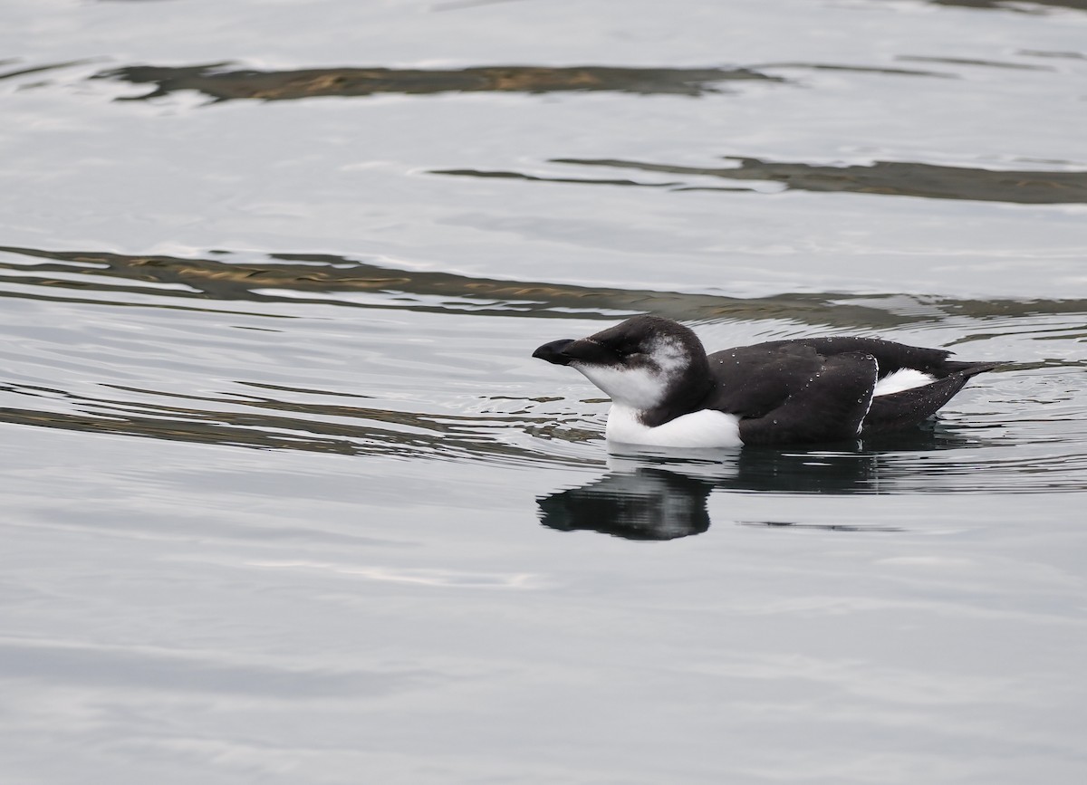 Razorbill - ML645692437