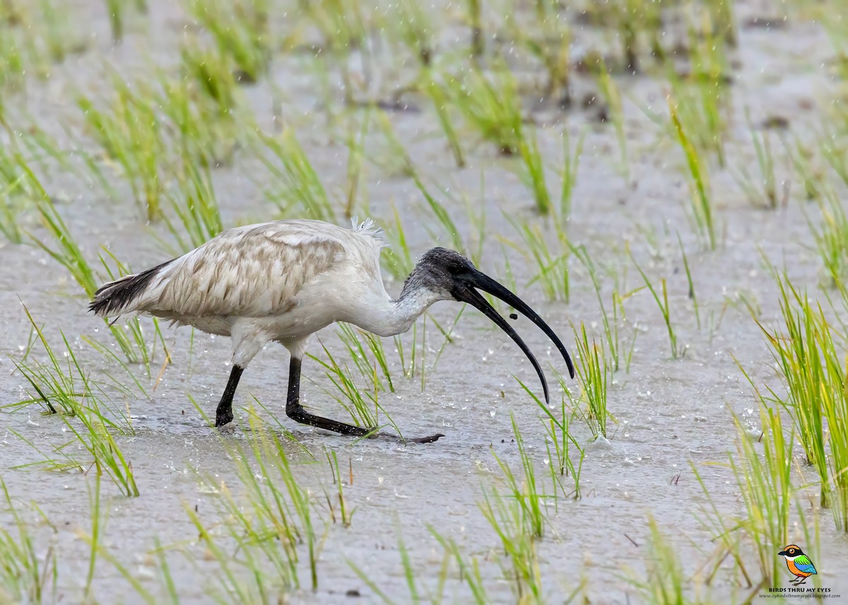 Black-headed Ibis - ML645692443