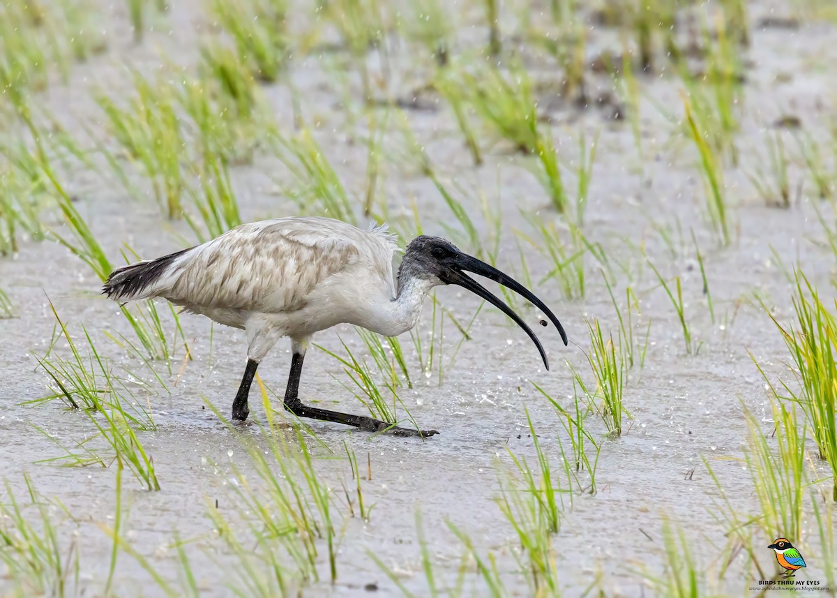 Black-headed Ibis - ML645692444