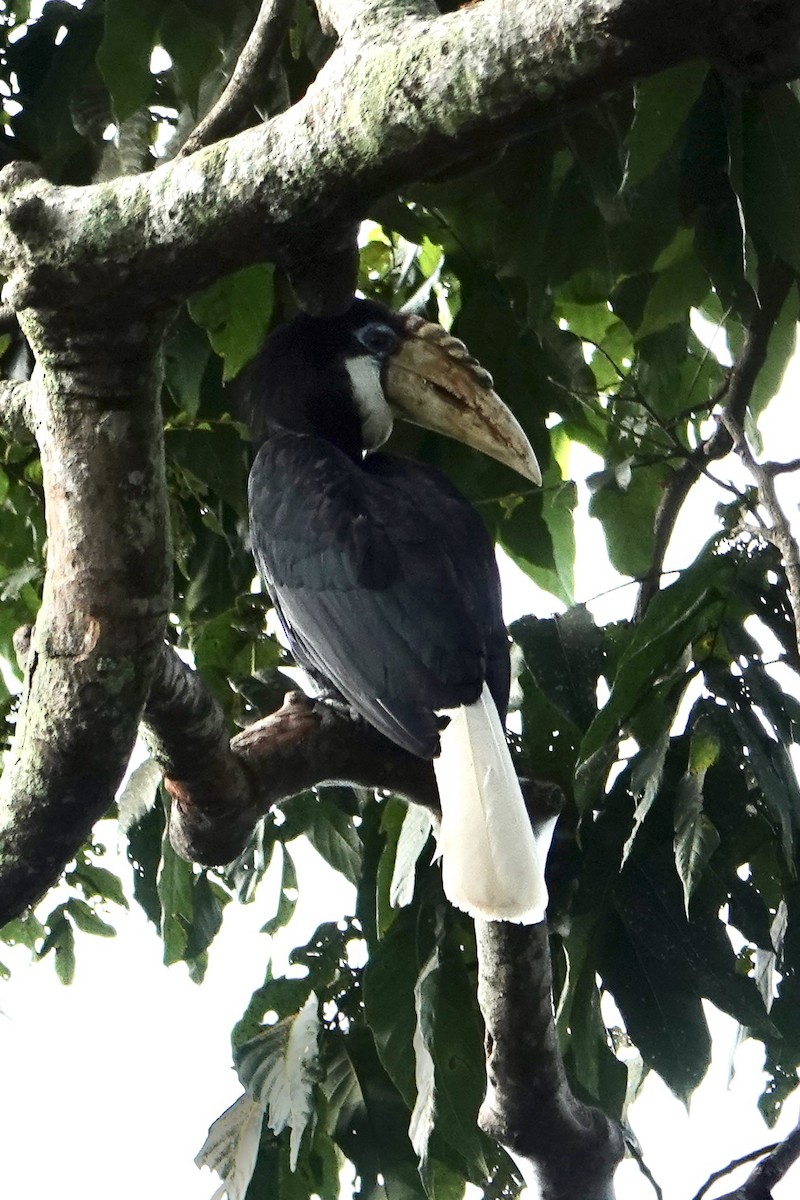 Calao papou - ML645692451