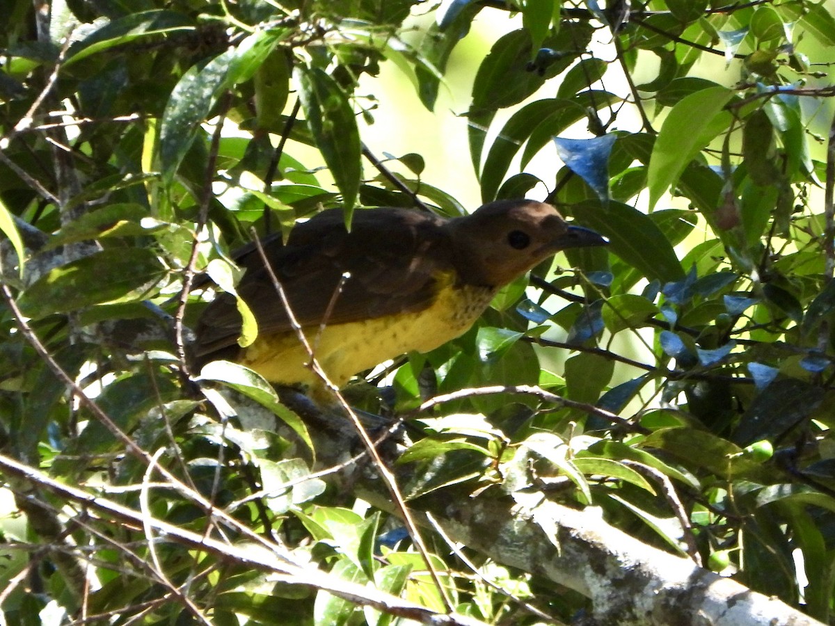 Masked Bowerbird - ML645692459
