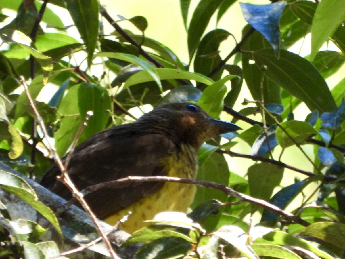 Masked Bowerbird - ML645692460