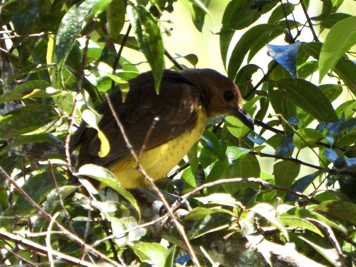 Masked Bowerbird - ML645692461