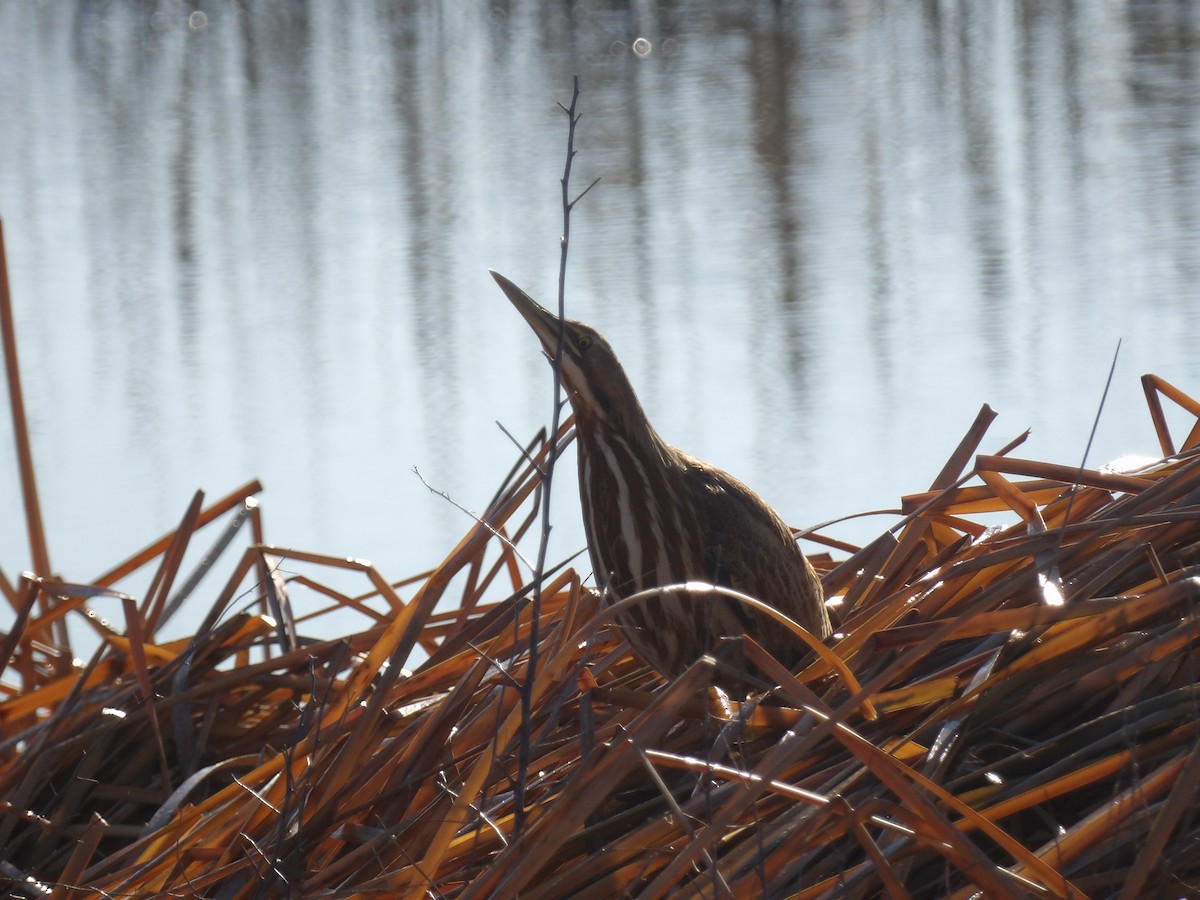 amerikarørdrum - ML645692464