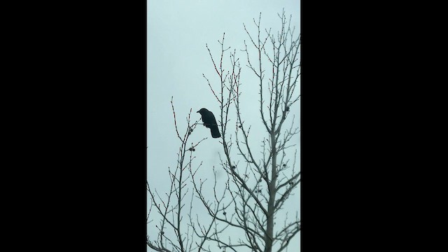 Fish Crow - ML645692467