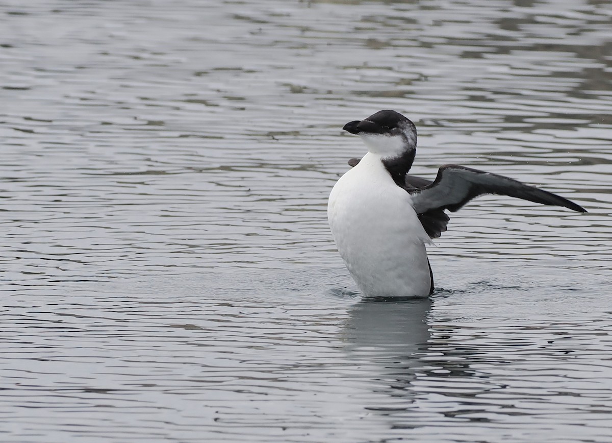 Razorbill - ML645692475