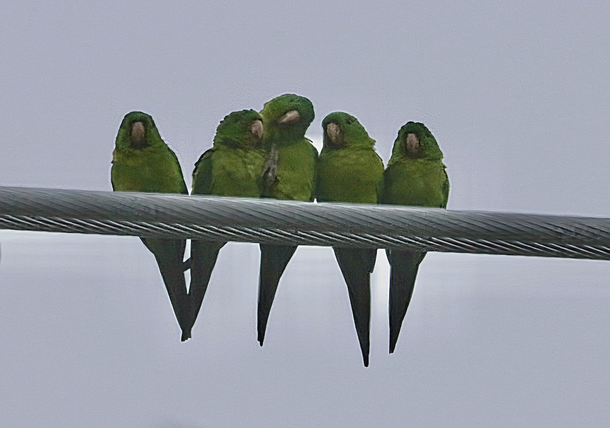 Green Parakeet (Green) - ML645692479