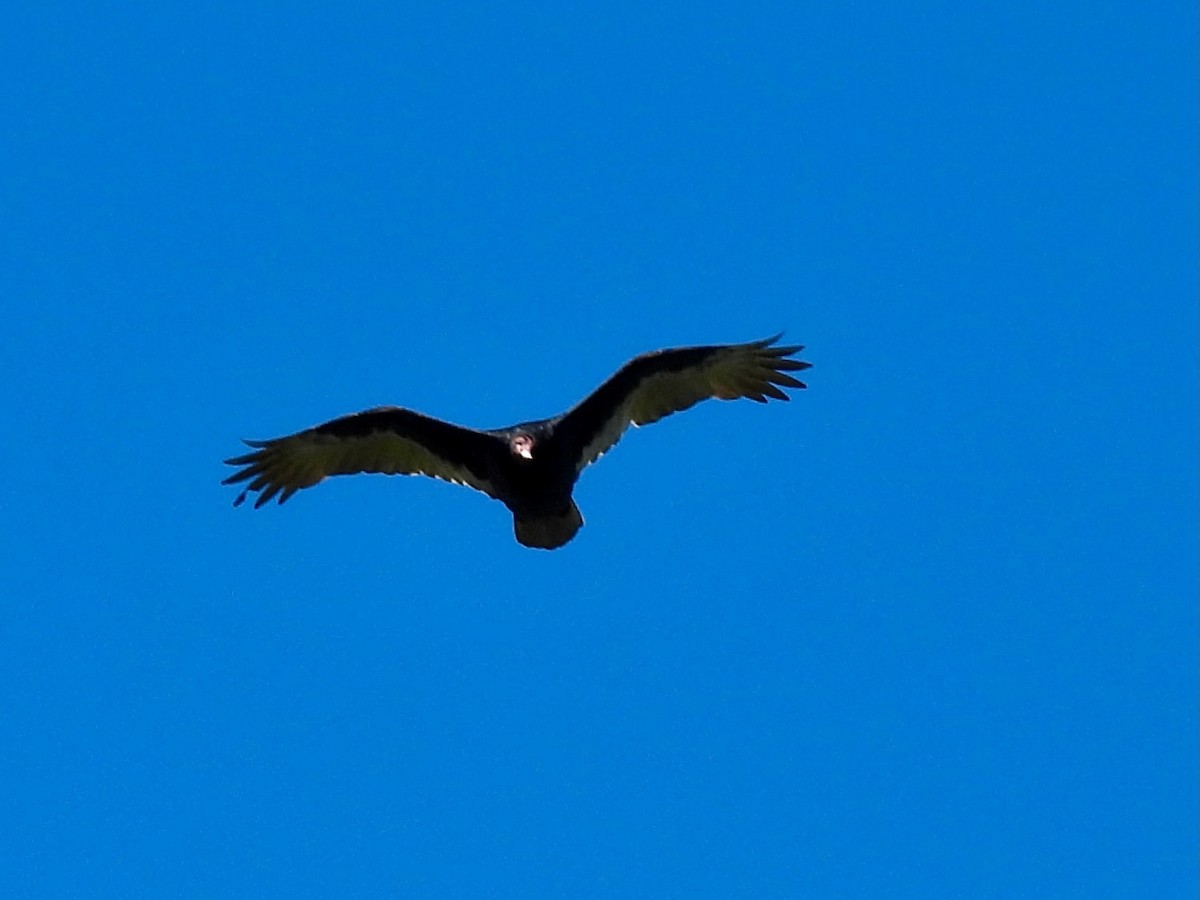 Turkey Vulture - ML645692481