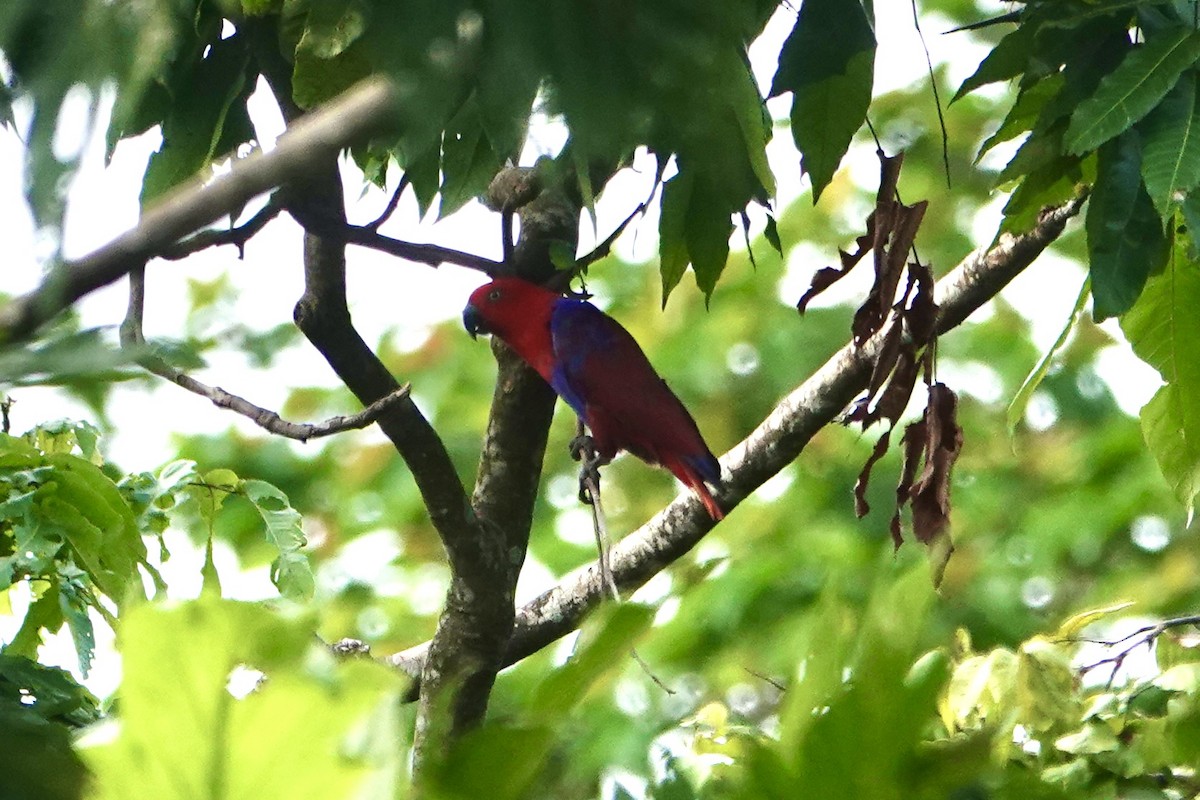 Lori à ventre violet - ML645692484