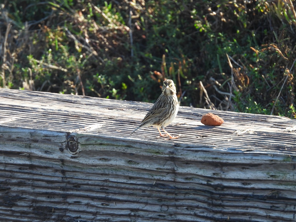 Savannah Sparrow - ML645692485