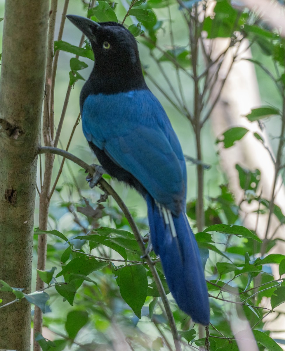 San Blas Jay - ML645692487