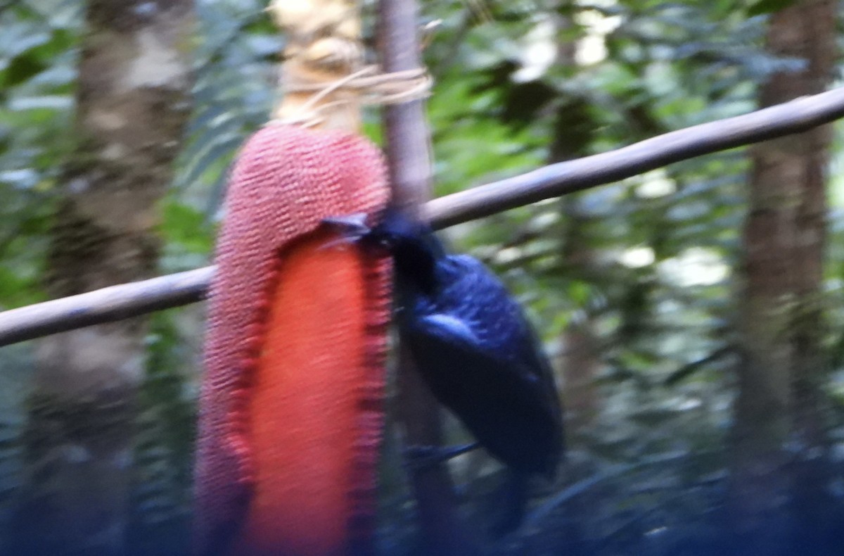 Trumpet Manucode - ML645692489