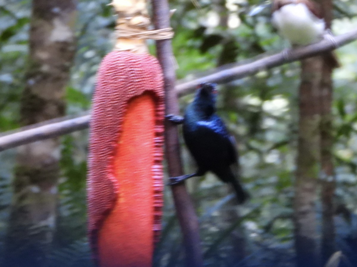 Trumpet Manucode - ML645692490