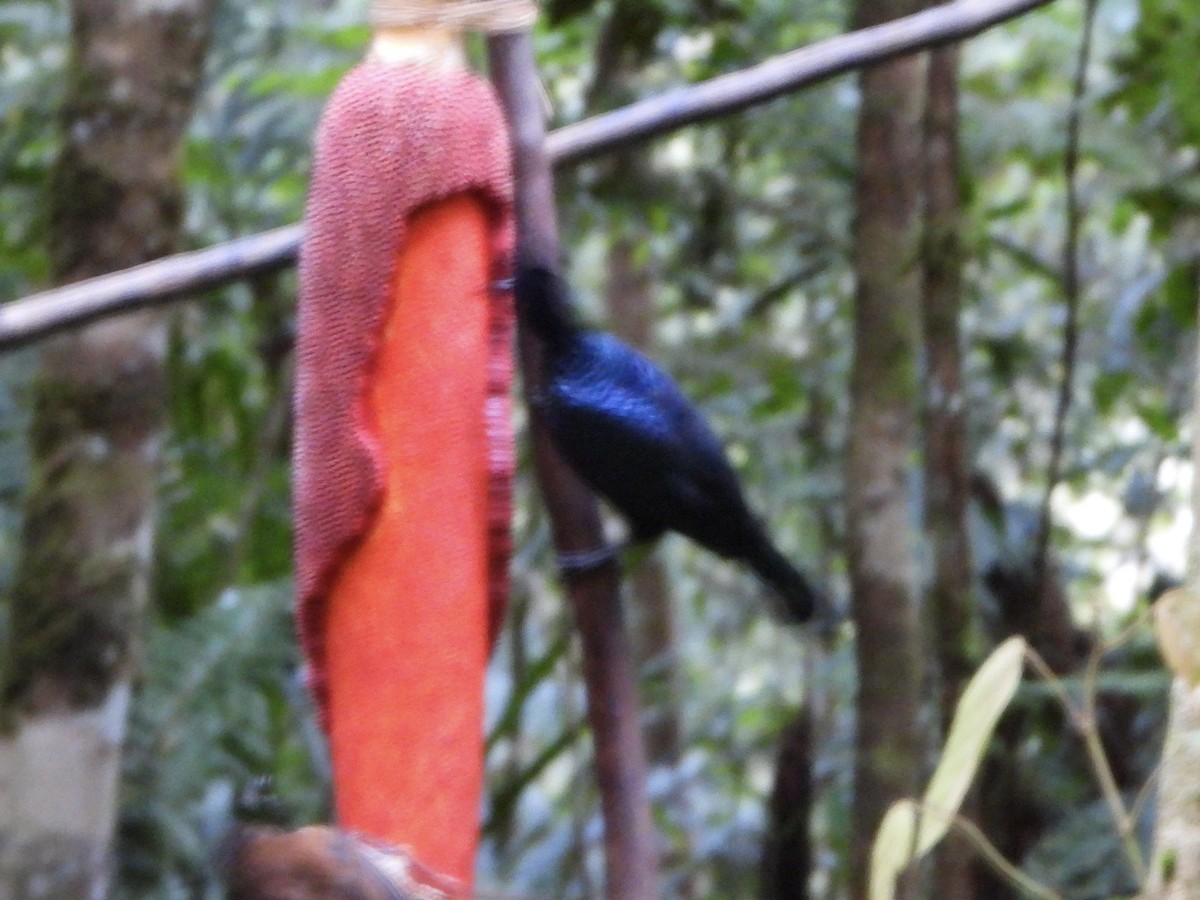 Trumpet Manucode - ML645692491