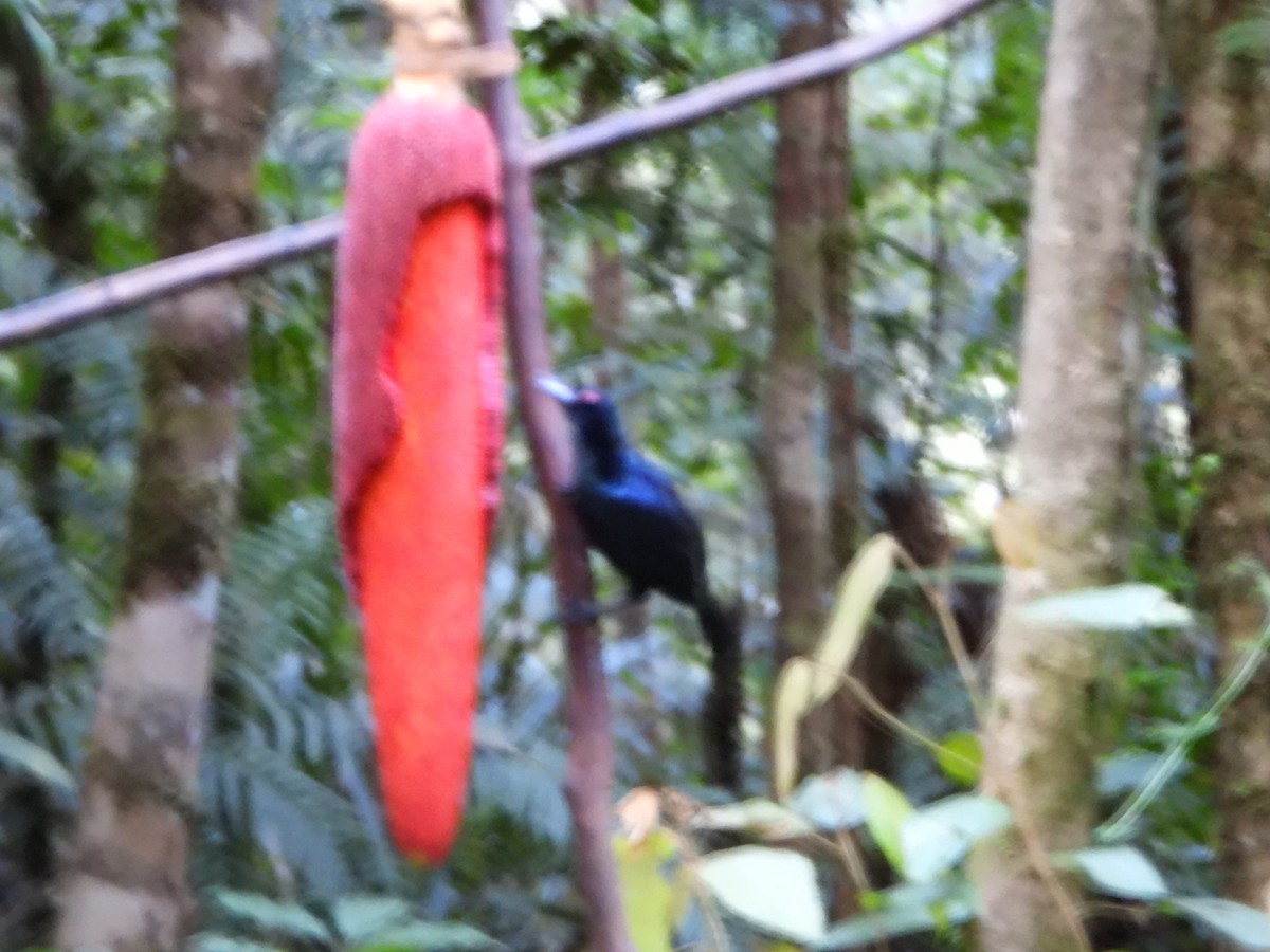 Trumpet Manucode - ML645692492