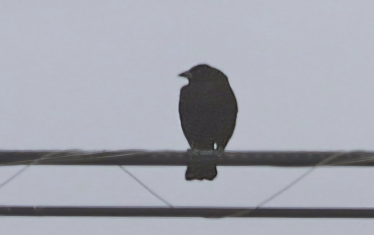 Bronzed Cowbird - ML645692500