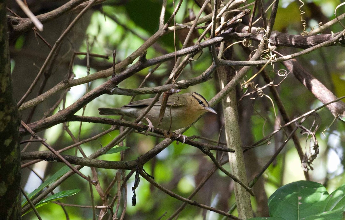 Worm-eating Warbler - ML645692503