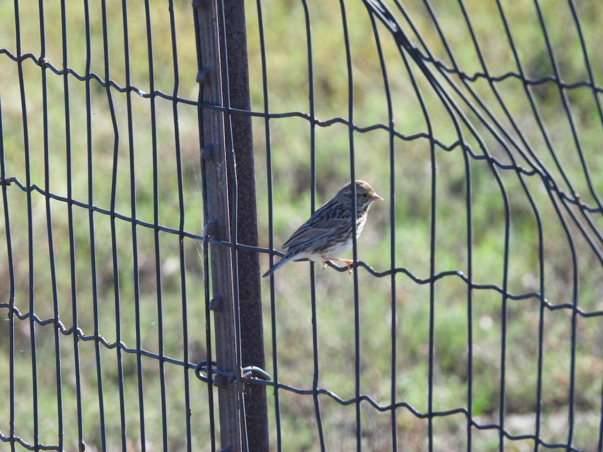 Savannah Sparrow - ML645692504