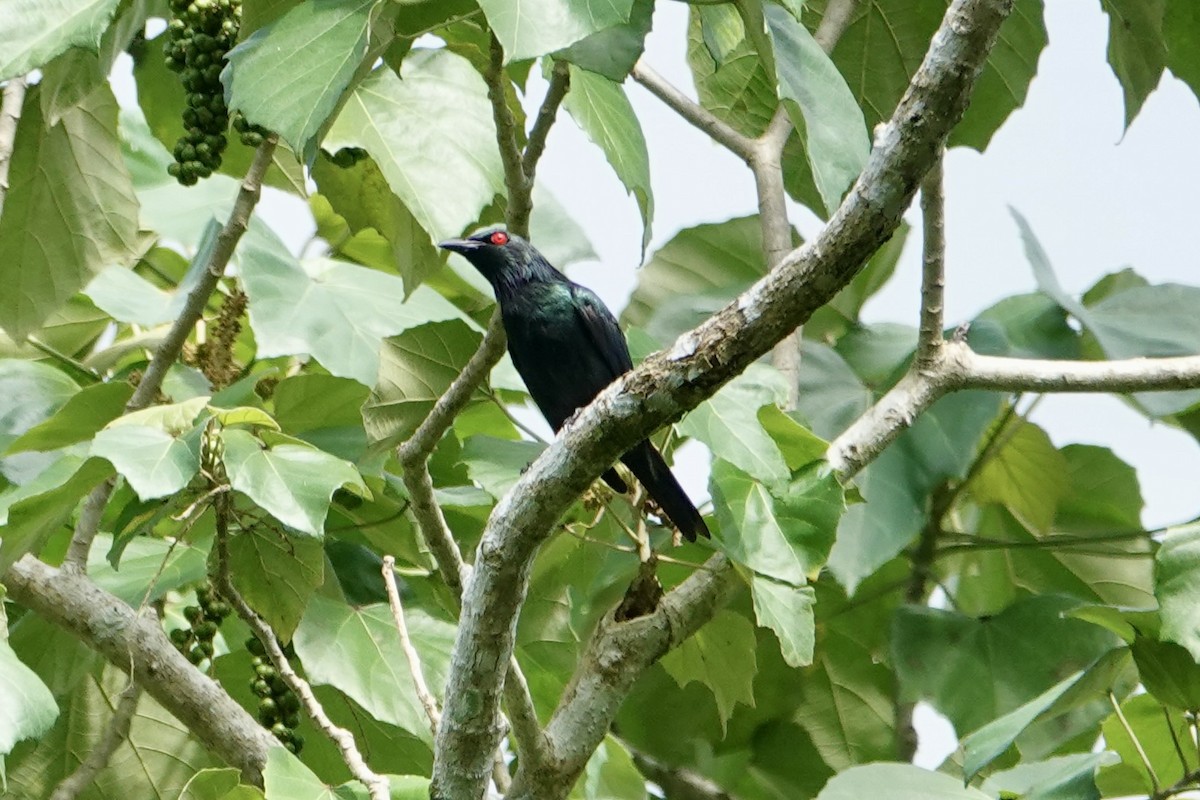 Stourne luisant - ML645692511