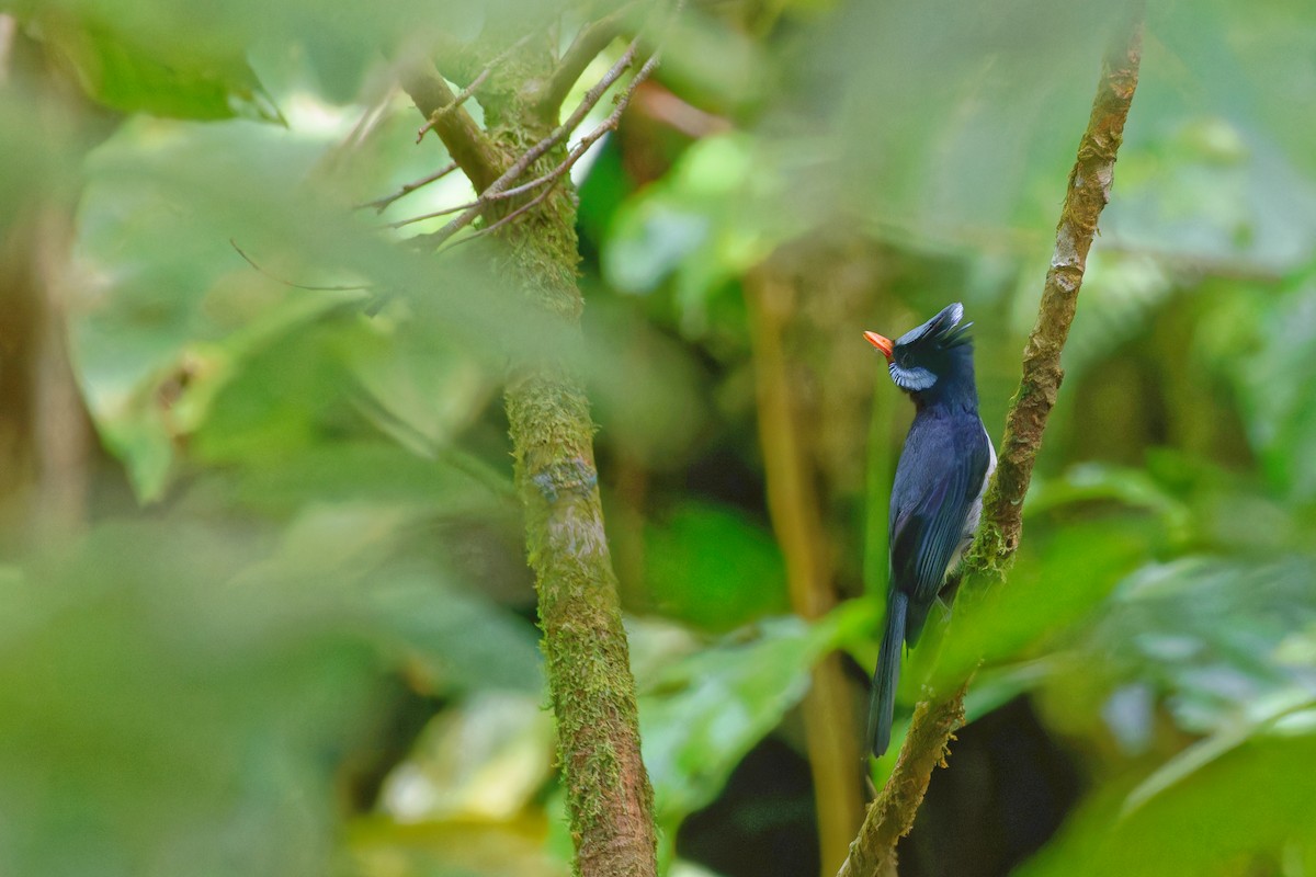 Azure-crested Flycatcher - ML645692518