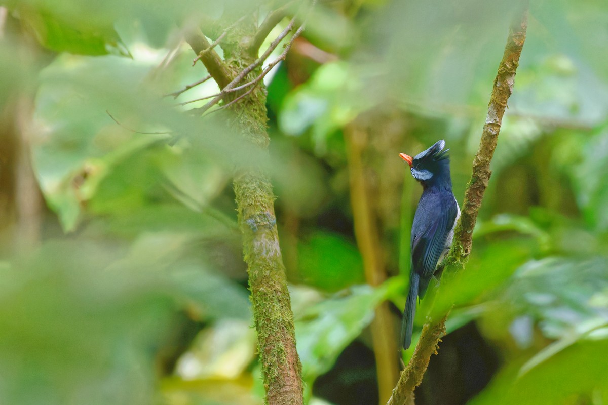 Azure-crested Flycatcher - ML645692520