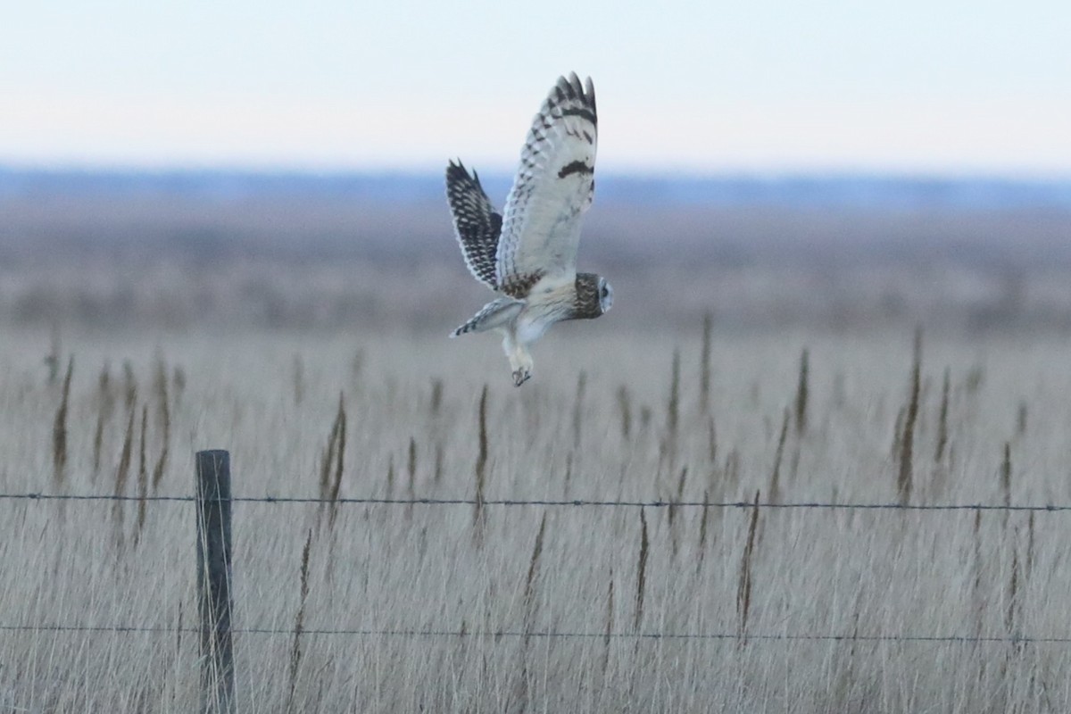 Short-eared Owl - ML645692523
