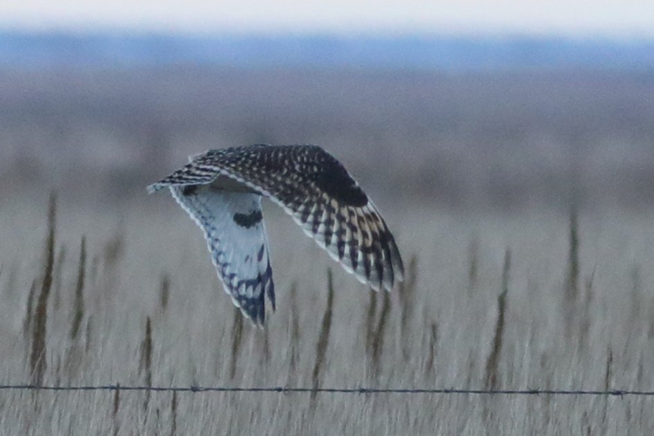 Short-eared Owl - ML645692524