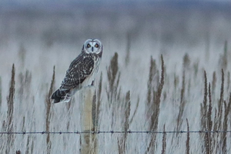 Short-eared Owl - ML645692525