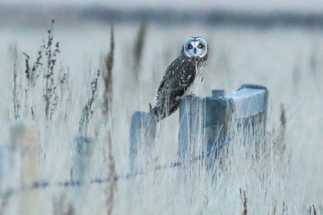 Short-eared Owl - ML645692526