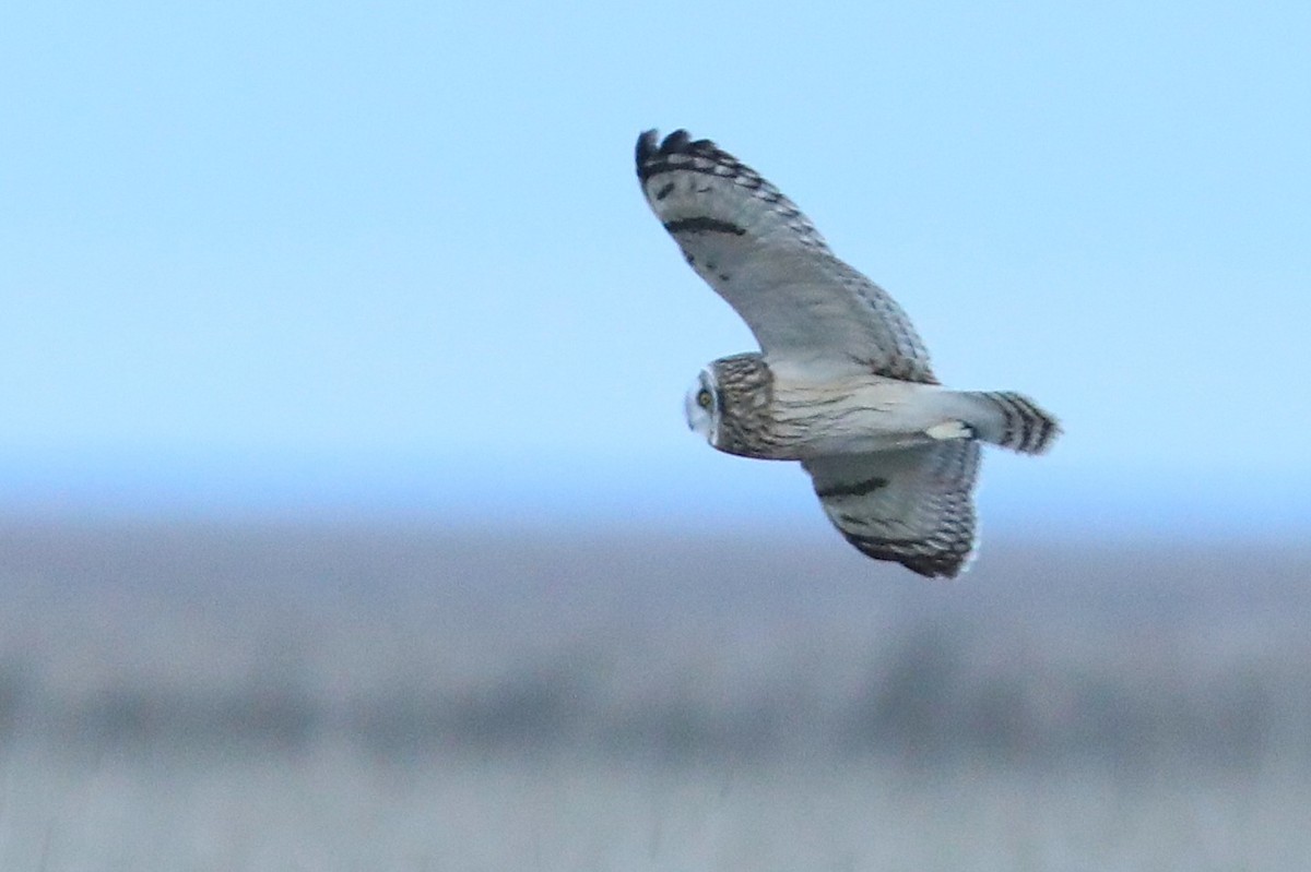 Short-eared Owl - ML645692527