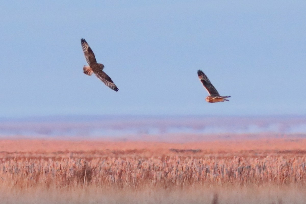 Short-eared Owl - ML645692528