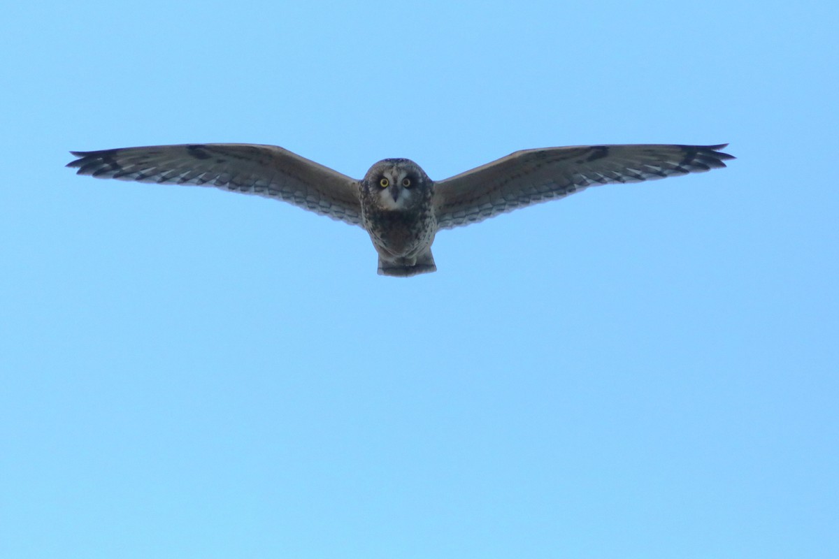 Short-eared Owl - ML645692529