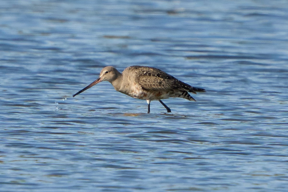 Hudsonian Godwit - ML645692540