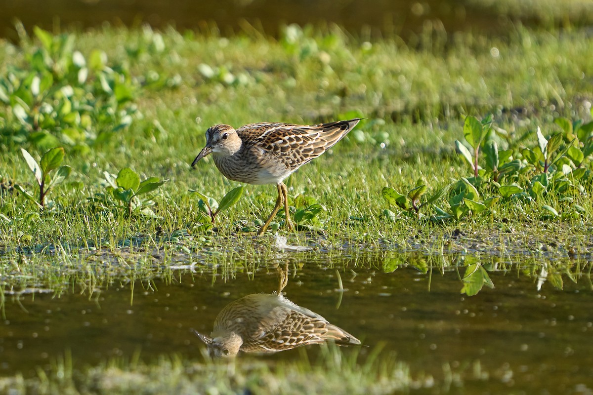 jespák skvrnitý - ML645692547