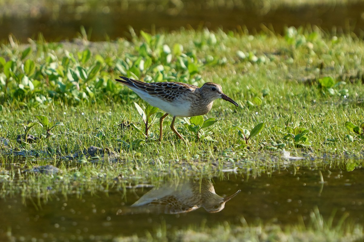 jespák skvrnitý - ML645692548