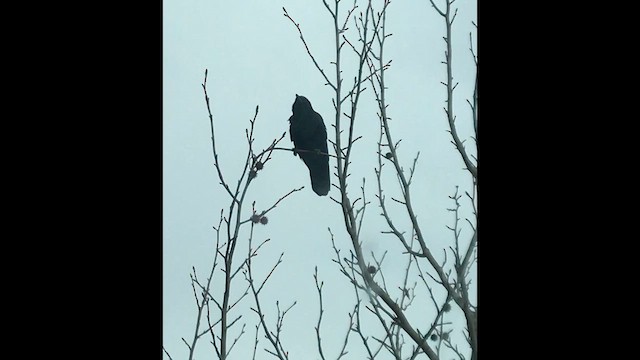 Fish Crow - ML645692553